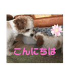 Kai’s happy life（個別スタンプ：2）