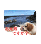 Kai’s happy life（個別スタンプ：4）