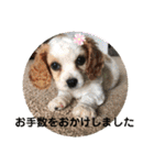 Kai’s happy life（個別スタンプ：8）