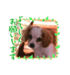 Kai’s happy life（個別スタンプ：12）