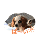Kai’s happy life（個別スタンプ：16）