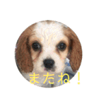Kai’s happy life（個別スタンプ：40）