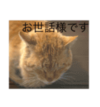 茶トラ 野良猫イジョン（個別スタンプ：8）