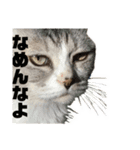 ぺぺさんの喜怒哀楽と焦り（個別スタンプ：11）