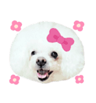シャンファリのご機嫌スタンプ♡（個別スタンプ：3）