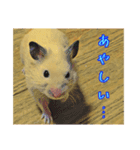 はむはむ日和〜ダイエット編〜（個別スタンプ：2）