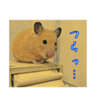 はむはむ日和〜ダイエット編〜（個別スタンプ：3）
