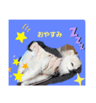 marimousachan（個別スタンプ：3）