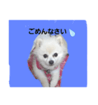marimousachan（個別スタンプ：4）