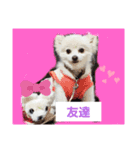 marimousachan（個別スタンプ：5）