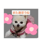 marimousachan（個別スタンプ：6）