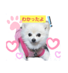 marimousachan（個別スタンプ：7）