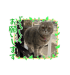 ぶんぶんももっち2（個別スタンプ：7）