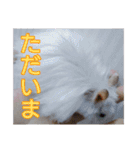 うちの子達の日常1（個別スタンプ：7）