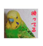 うちの子達の日常1（個別スタンプ：8）