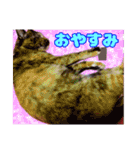 うちの子達の日常1（個別スタンプ：9）