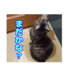 うちの子達の日常1（個別スタンプ：15）