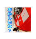 うちの子達の日常1（個別スタンプ：16）