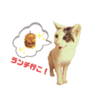 ねこまるー。（個別スタンプ：2）