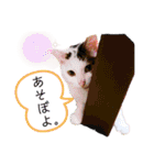 ねこまるー。（個別スタンプ：3）