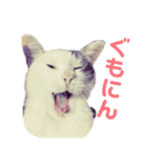 ねこまるー。（個別スタンプ：6）