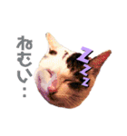 ねこまるー。（個別スタンプ：7）
