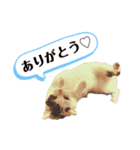 ねこまるー。（個別スタンプ：9）