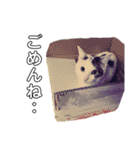 ねこまるー。（個別スタンプ：10）