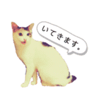 ねこまるー。（個別スタンプ：11）