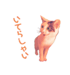 ねこまるー。（個別スタンプ：12）