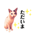 ねこまるー。（個別スタンプ：13）