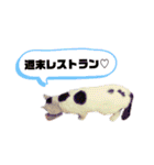ねこまるー。（個別スタンプ：17）