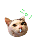 ねこまるー。（個別スタンプ：20）
