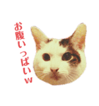 ねこまるー。（個別スタンプ：21）