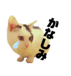 ねこまるー。（個別スタンプ：23）