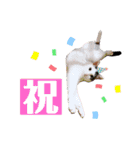 ねこまるー。（個別スタンプ：25）