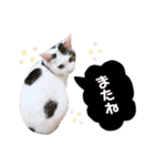 ねこまるー。（個別スタンプ：27）