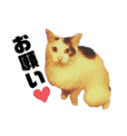 ねこまるー。（個別スタンプ：31）