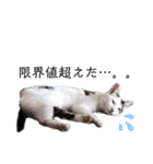 ねこまるー。（個別スタンプ：33）