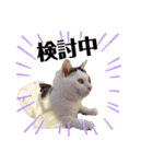 ねこまるー。（個別スタンプ：35）