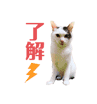 ねこまるー。（個別スタンプ：36）