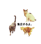 ねこまるー。（個別スタンプ：39）