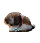 シーズー犬めい3（個別スタンプ：3）