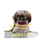シーズー犬めい3（個別スタンプ：4）