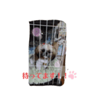 シーズー犬めい3（個別スタンプ：5）