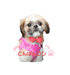 シーズー犬めい3（個別スタンプ：6）