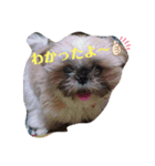 シーズー犬めい3（個別スタンプ：8）