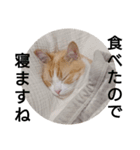 ゴロー「空腹の巻」（個別スタンプ：15）
