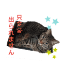 キジトラくるみとハチワレしじみの日常（個別スタンプ：1）