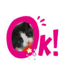 キジトラくるみとハチワレしじみの日常（個別スタンプ：2）